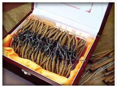 彭市镇冬虫夏草回收